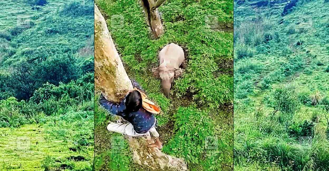 wayanad-wild-elephant-attack