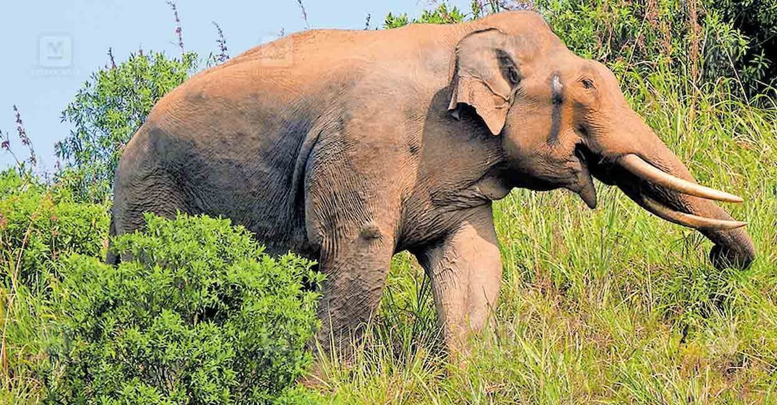 പന്തല്ലൂരില്‍ മദപ്പാടുമായി അലയുന്ന കാട്ടുകൊമ്പന്‍.