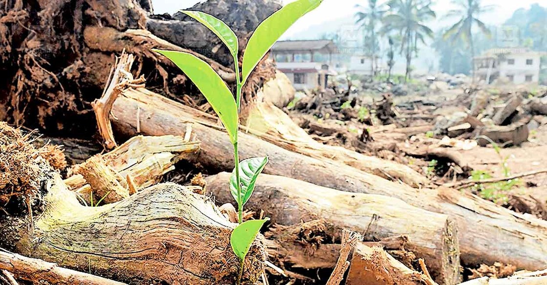 ഉരുൾ കടന്ന് തളിർകാലം, ചൂരൽമല–മുണ്ടക്കൈ ഉരുൾപൊട്ടലിന് ഇന്നു നൂറു നാൾ തികയുന്നു. പാതിവഴിയിലാണ്. ഉയിർത്തെഴുന്നേൽപിന്റെ വഴിയിലേക്കു പ്രകൃതി മാറിക്കഴിഞ്ഞു. അതിജീവന പ്രതീക്ഷയോടെ ജനങ്ങളും. ചൂരൽമല സ്കൂൾ റോഡിനു സമീപം ദുരന്തഭൂമിയിൽ നിന്നുള്ള കാഴ്ച. ചിത്രം: മനോരമ 
