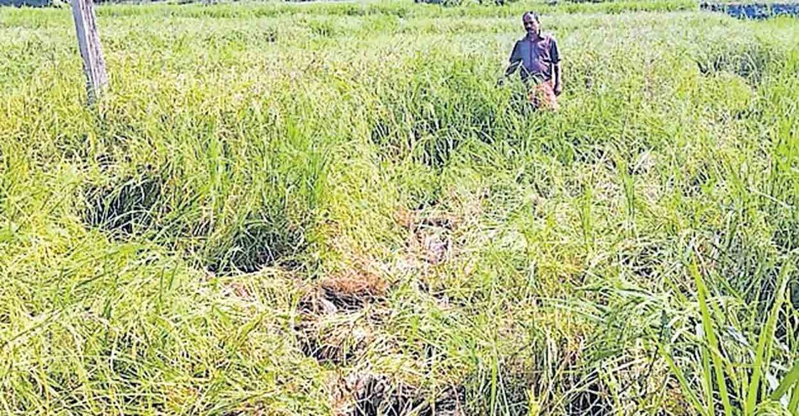 പെരിക്കല്ലൂർ പാടത്ത് കഴിഞ്ഞ ദിവസങ്ങളിൽ കാട്ടാന നശിപ്പിച്ച നെല്ല്.  