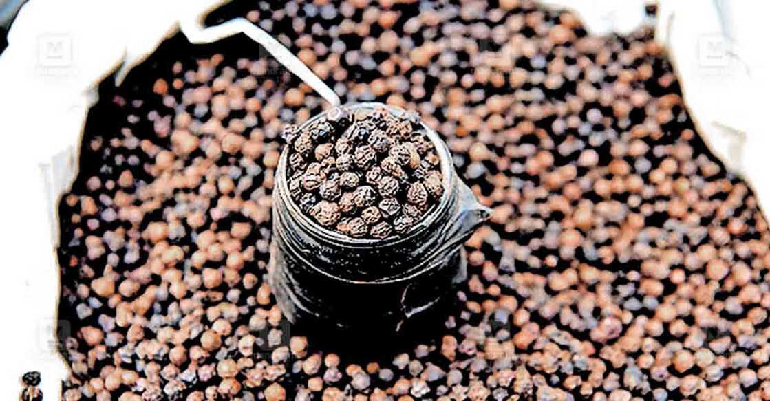 wayanad-pepper wayanad-pepper