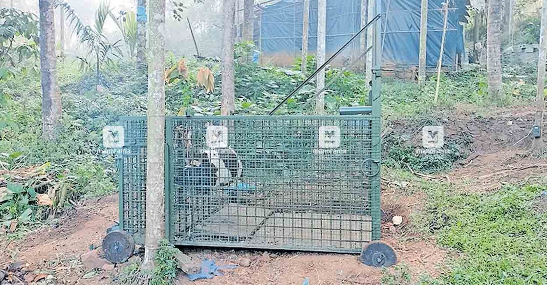 1tigercage താന്നിത്തെരുവിൽ കടുവയെ പിടികൂടാൻ സ്ഥാപിച്ച കൂട്.