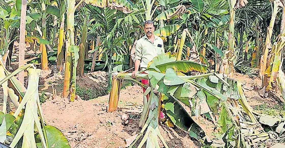 തണ്ണീർ കൊമ്പന് മയക്കുവെടിയേറ്റതിനു സമീപത്തെ തന്റെ വാഴത്തോട്ടത്തിൽ പടയൻ ഷാജി.