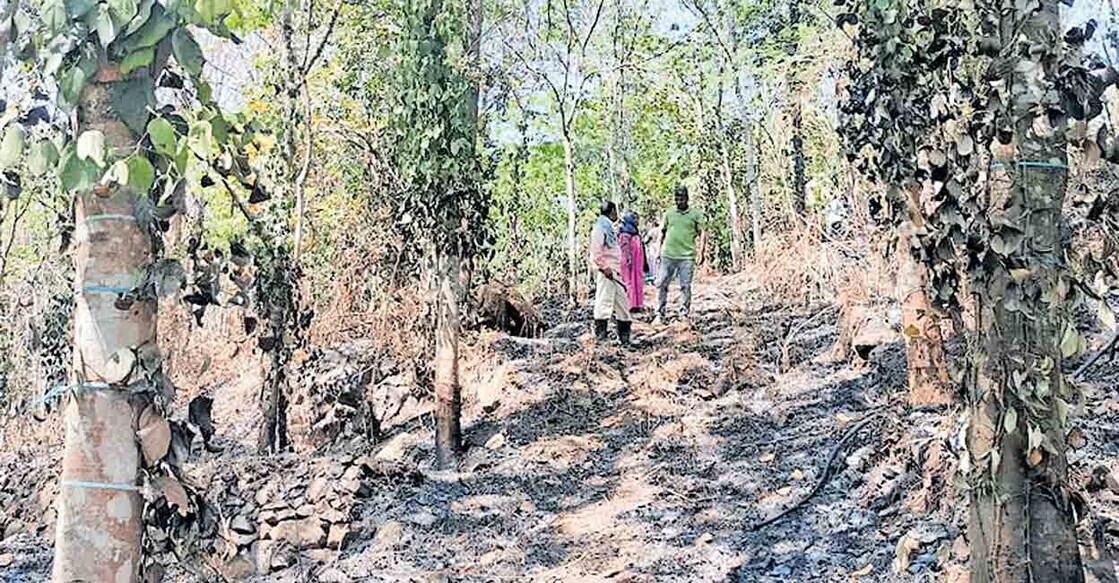 wayanad-forest-fire സീതാമൗണ്ട് പിണക്കാട്ട് പറമ്പിൽ രാജേഷിന്റെ തോട്ടം തീപിടിച്ചു നശിച്ച നിലയിൽ