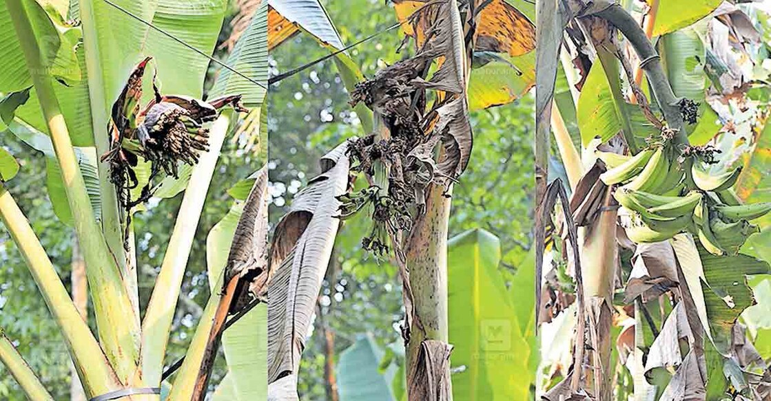 wayamad-monkey-disturbance തരിയോട് പാമ്പുംകുനി പ്രദേശത്ത് കുരങ്ങ് നശിപ്പിച്ച വിവിധ വളർച്ചയിലുള്ള വാഴക്കുലകൾ.