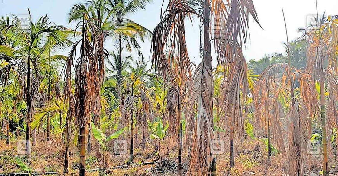 മുള്ളൻകൊല്ലി പഞ്ചായത്തിലെ ശശിമലയിൽ നെല്ലാട്ട് തങ്കച്ചന്റെ കമുക് തോട്ടം കരിഞ്ഞുണങ്ങിയ നിലയിൽ.  