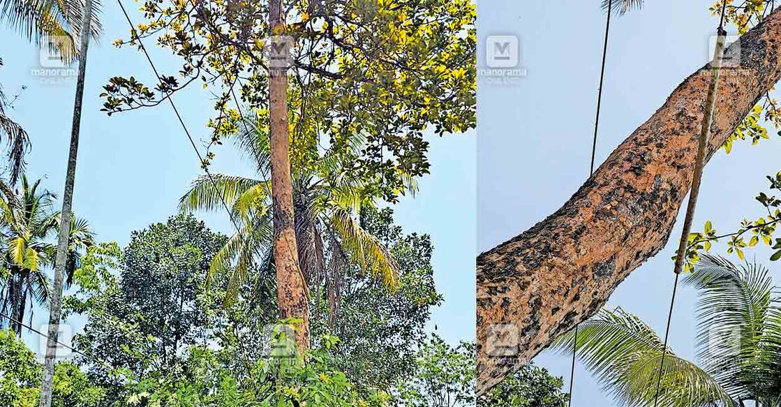 പനമരം മാതോത്ത്‌പൊയിൽ കോളനിക്കു സമീപത്തെ അപകടാവസ്ഥയിലുള്ള മരം, 2) മാതോത്ത്‌പൊയിൽ കോളനിക്ക് സമീപം മരത്തിന്റെ ഇരുവശങ്ങളിലുടെ വൈദ്യുതലൈനുകൾ വലിച്ച നിലയിൽ.  