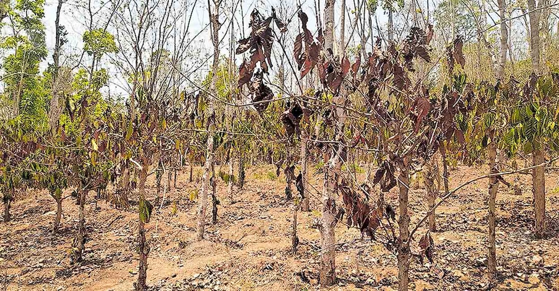 wayanad-hot കനത്ത വേനലിൽ കരിഞ്ഞുണങ്ങിയ ശശിമല ഐക്കര സുനിൽകുമാറിന്റെ കാപ്പിത്തോട്ടം.