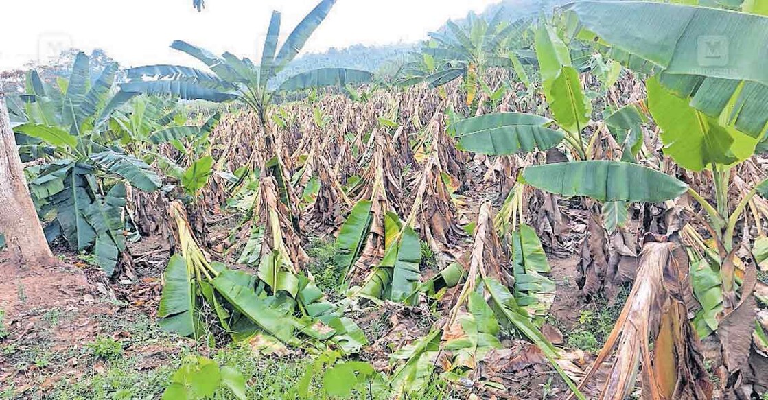 മണിയങ്കോടിനു സമീപം കോക്കുഴിയിൽ കാറ്റിൽ ഒടിഞ്ഞു നശിച്ച വാഴത്തോട്ടം.  