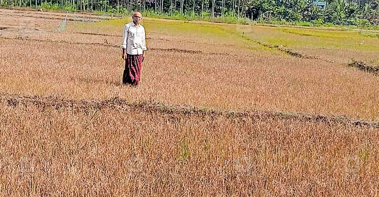 കനത്ത വേനലിൽ വ്യാപക കൃഷിനാശം