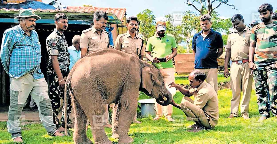 കോയമ്പത്തൂരിലെ മരുത മലയില്‍ അമ്മയെ കാണാതായ കുട്ടിയാനയെ തെപ്പക്കാട് ആനപ്പന്തിയിലെ പരിചരണകേന്ദ്രത്തിലെത്തിച്ചപ്പോള്‍  
