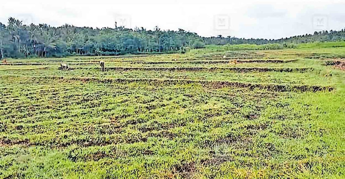 




വെള്ളമില്ലാതെ കൃഷി മുടങ്ങിയ കബനഗദ്ദ പാടം.  