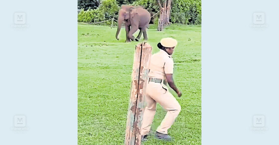 മുതുമല കടുവസങ്കേതത്തിലെ തെപ്പക്കാട് ആനപ്പന്തിയില്‍ കടന്ന കാട്ടാന. ആനയെ കണ്ട് ഭയന്നോടുകയാണ് ജീവനക്കാരി.  