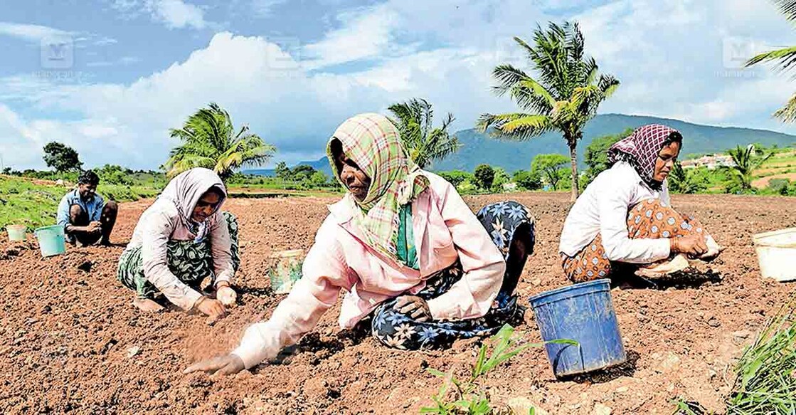 പ്രതീക്ഷയോടെ... കേരളത്തിലെ ഒ‍ാണഘോഷങ്ങൾക്കായുള്ള പച്ചക്കറി, പൂക്കൾ എന്നിവ കൃഷിയിറക്കുന്നതിന്റെ പ്രാരംഭ പ്രവൃത്തികൾ കർണാടകയിലെ ഗുണ്ടൽപേട്ടയിലെ വിവിധ ഭാഗങ്ങളിൽ ആരംഭിച്ചു. ഗോപാലപുരയിൽ വെളുത്തുള്ളി നടുന്ന പ്രവൃത്തികളിലേർപ്പെട്ടിരിക്കുന്ന തെ‍ാഴിലാളികൾ.  ചിത്രം: മനോരമ 