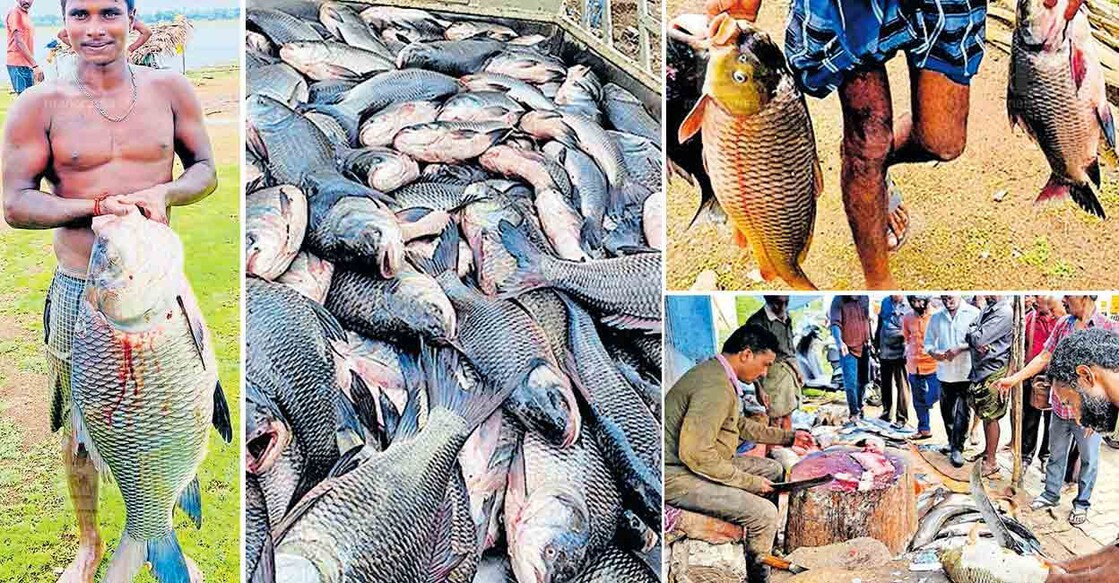 wnd-demand-for-freshwater-fish-incerase wnd-demand-for-freshwater-fish-incerase