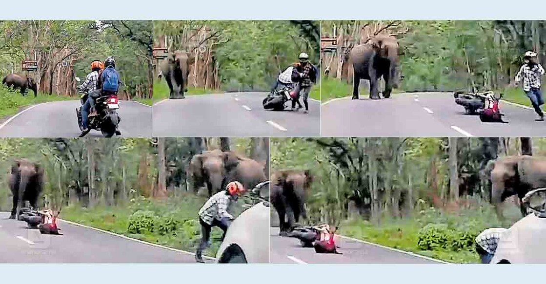 wayanad-wild-elephant-attack 1. ദേശീയപാത 766 ൽ പൊൻകുഴിക്കടുത്ത് റോഡരികിൽ കാട്ടാന നിൽക്കുന്നത് കണ്ട് ബൈക്ക് നിർത്തിയ യാത്രക്കാർ. 2. ബൈക്കിനു നേരെ കാട്ടാന ചീറിയടുത്തപ്പോൾ രക്ഷപ്പെടാൻ ശ്രമിക്കുന്നു. 3. കാട്ടാന തൊട്ടടുത്തെത്തിയപ്പോൾ ബൈക്ക് ഉപേക്ഷിച്ച് ഓടുന്നു. 4. ബൈക്ക് യാത്രികനു നേരെ രണ്ട് കാട്ടാനകൾ ഒന്നിച്ചെത്തിയപ്പോൾ. 5. രണ്ടു കാട്ടാനകൾ പിന്നാലെയെത്തിയപ്പോൾ പുറകെ വന്ന കാറിനു മുൻപിലേക്കു വീണ് പോകുന്ന ബൈക്ക് യാത്രികൻ.