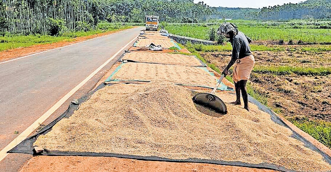 കാവടം വയലിന്റെ നടുവിലൂടെയുള്ള പാതയോരത്ത് ഷീറ്റ് വിരിച്ച് നെല്ലുണക്കുന്ന തൊഴിലാളി .