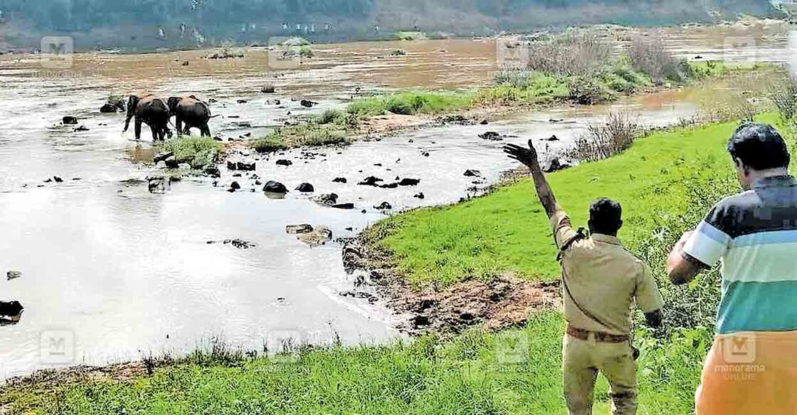 ഹോഗി, ഹോഗി...! കർണാടക നാഗർഹൊളവനത്തിൽ നിന്നു കബനികടന്ന് മരക്കടവിലെത്തിയ കാട്ടാനകളെ മറുകരയിലേക്ക് തുരത്തുന്നു.  