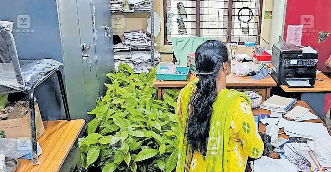 agricultural-office കൊക്കോ തൈകൾ ജീവനക്കാർ ഇരിക്കുന്ന ഓഫിസ് മുറിയിൽ അടുക്കിയ നിലയിൽ.