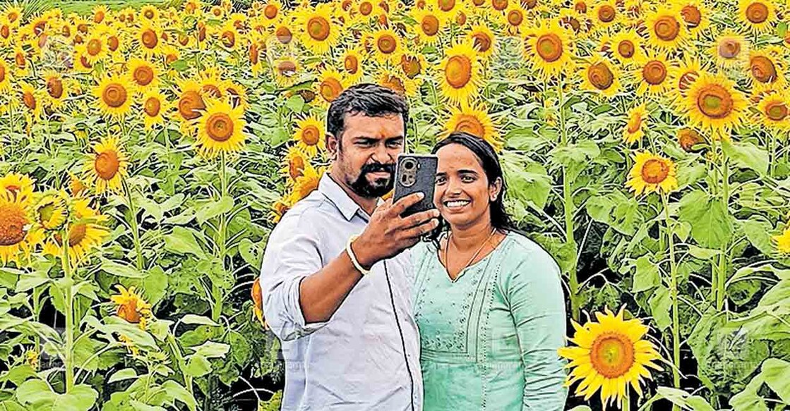 suryakanthi-pookkal സൗന്ദര്യപ്പാടം... കർണാടക ഗുണ്ടൽപേട്ടയിലെ വിളവെടുപ്പിന് പാകമായ സൂര്യകാന്തിപ്പാടത്ത് സെൽഫിയെടുക്കുന്ന സഞ്ചാരികൾ.
