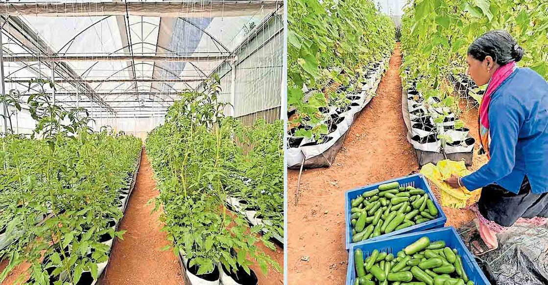 (1)അമ്പലവയൽ സെന്റർ ഒ‍ാഫ് എക്സലൻസിൽ ആധുനിക രീതിയിലുള്ള പച്ചക്കറിക്കൃഷി.  (2)അമ്പലവയൽ സെന്റർ ഒ‍ാഫ് എക്സലൻസിൽ പച്ചക്കറി വിളവെടുക്കുന്നു.  