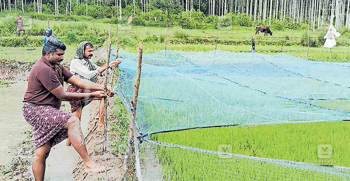 wayanad-paddy-fields ബത്തേരി ഓടപ്പള്ളം തയ്യിൽ അനൂപിന്റെ പാടത്ത് നെൽവിത്ത് വിതച്ച് ഞാറു കിളിർത്തു തുടങ്ങിയ ഭാഗം വലകൊണ്ട് മൂടിയപ്പോൾ.