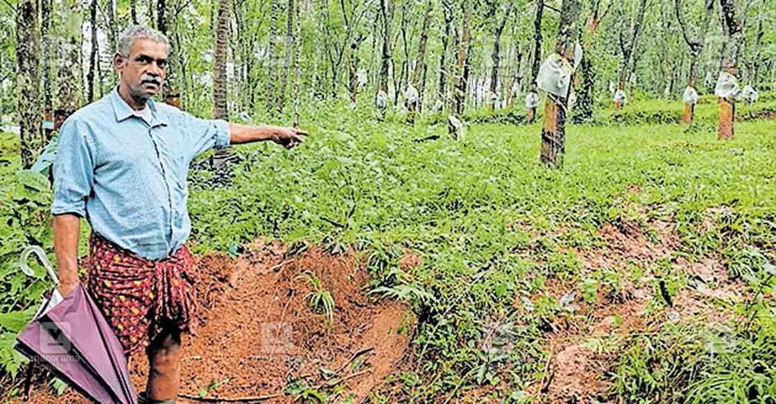 കാട്ടാന തോട്ടത്തിൽ തെന്നിവീണ സ്ഥലം ചൂണ്ടിക്കാണിക്കുന്ന ക്ഷീരകർഷകനായ കുളത്തിങ്കൽ തങ്കച്ചൻ.  