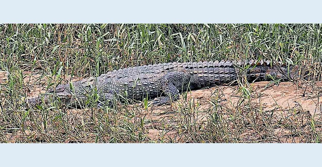 ചീക്കല്ലൂർ പാലത്തിന് സമീപം മണൽത്തിട്ടയിൽ കയറിക്കിടക്കുന്ന മുതല.