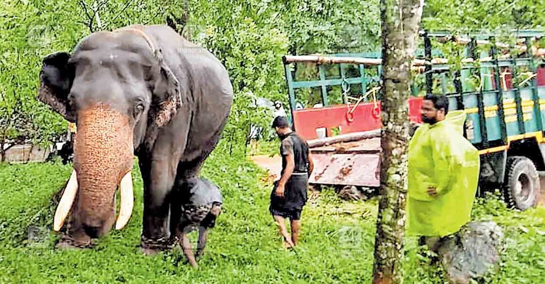 മുത്തുമാരിയിൽ ജനവാസ മേഖലയിലിറങ്ങിയ കാട്ടാനകളെ തുരത്താനായി വനപാലകർ എത്തിച്ച രണ്ടാമത്തെ കുങ്കിയാന ഭരത്. 