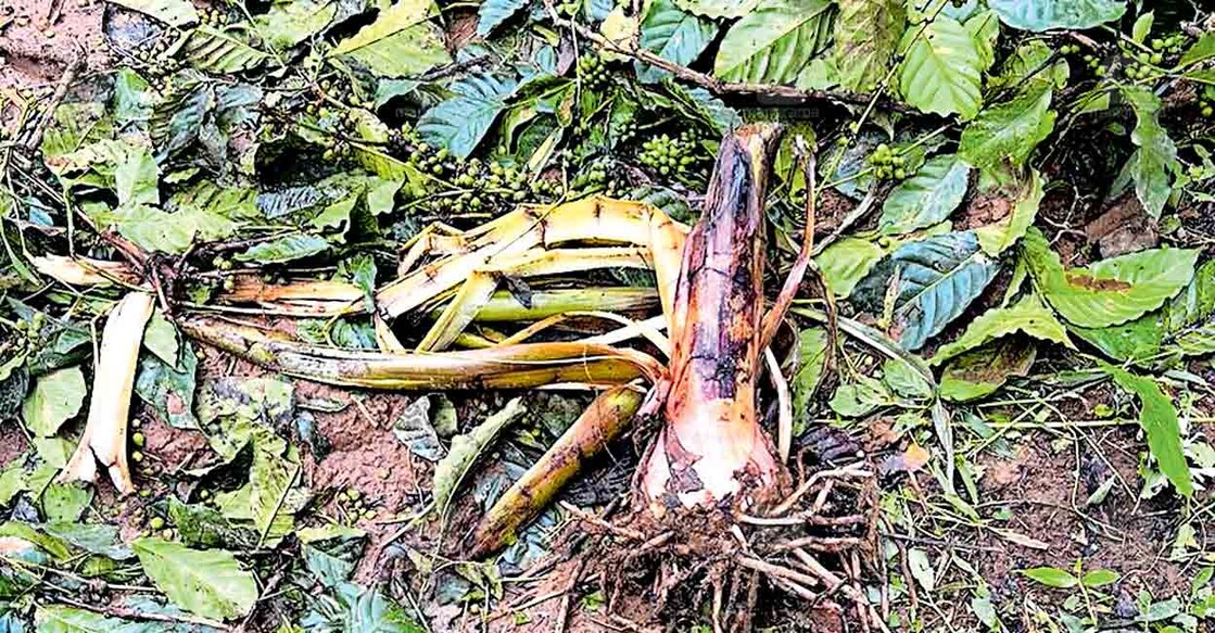 പരക്കുനി ജനവാസ മേഖലയിൽ എത്തിയ കാട്ടാന കാപ്പിയും 
വാഴയും നശിപ്പിച്ച നിലയിൽ  