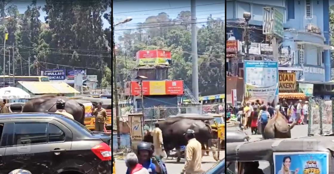 wild-buffalo-spotted-in-busy-town