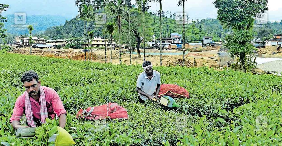 chooralmala ഉരുൾപൊട്ടൽ ദുരന്തത്തെ തുടർന്ന് പ്രവർത്തനം നിലച്ച എച്ച്എംഎൽ എസ്റ്റേറ്റിന് കീഴിലെ ചൂരൽമല സെന്റിനൽ റോക്ക് ഡിവിഷനിൽ ഇന്നലെ പണി പുനരാരംഭിച്ചപ്പോൾ. പ്രാദേശിക തൊഴിലാളികൾക്കൊപ്പം ചേരമ്പാടിയിൽ നിന്നുള്ള തൊഴിലാളികളെക്കൂടി എത്തിച്ചാണു പണി പുനരാരംഭിച്ചത്. ദുരന്തഭൂമിയിലെ എസ്റ്റേറ്റുകളിലേക്കും ചെറുകിട തോട്ടങ്ങളിലേക്കുമുള്ള പ്രവേശനത്തിന് അനുമതിയില്ലാത്തതിനാൽ കാർഷിക വിളകൾ നശിക്കാൻ തുടങ്ങിയിരുന്നു. ചിത്രം: മനോരമ.