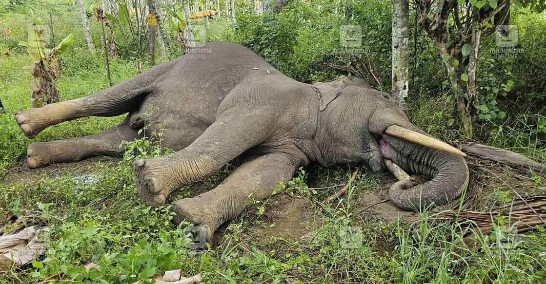 wild-elephant-electrocuted-1