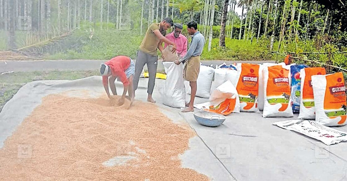 പാടത്ത് കൊയ്തുമെതിച്ച നെല്ല് മില്ലുകാർക്ക് വിൽക്കാൻ ചാക്കിൽ നിറയ്ക്കുന്ന കർഷകർ. മുള്ളൻകൊല്ലി കൃഗന്നൂർ പാടത്തുനിന്ന്.  