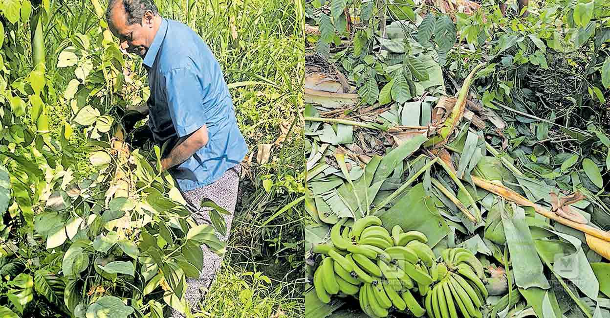 മണൽവയൽ, എല്ലക്കൊല്ലി പ്രദേശങ്ങളിൽ കാട്ടാനശല്യം രൂക്ഷം; കൃഷിയിടങ്ങ ...