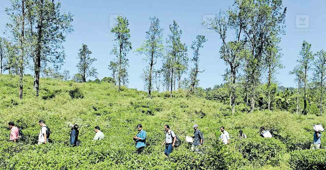 മുണ്ടക്കൈ ചൂരൽമല പുനരധിവാസ ടൗൺഷിപ്പിനായി കണ്ടെത്തിയ കൽപറ്റ എൽസ്റ്റൺ എസ്റ്റേറ്റിൽ സർവേ നടത്തുന്നതിനായി നീങ്ങുന്ന ഉദ്യോഗസ്ഥർ. ചിത്രം: മനോരമ  