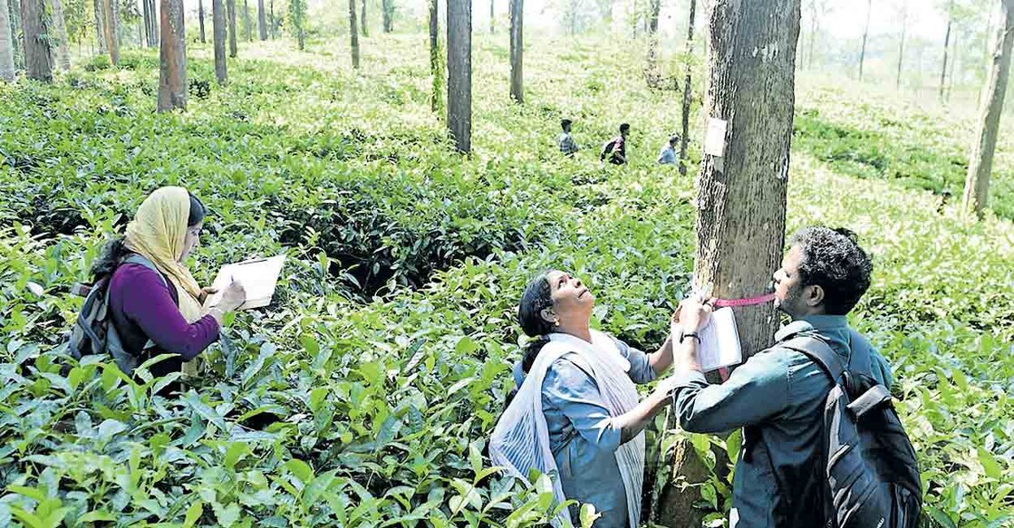 മുണ്ടക്കൈ ചൂരൽമല പുനരധിവാസ ടൗൺഷിപ്പിനായി കണ്ടെത്തിയ കൽപറ്റ എൽസ്റ്റൺ എസ്റ്റേറ്റിൽ ഉദ്യോഗസ്ഥർ സർവേ ആരംഭിച്ചപ്പോൾ. ചിത്രം: മനോരമ 