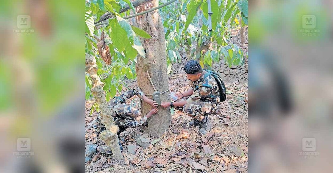 വെള്ളമുണ്ട മംഗലശ്ശേരി മലയിൽ പുലിയുടെ സാന്നിധ്യം കണ്ടെത്തിയതിനെത്തുടർന്ന് പ്രദേശത്ത് വനം വകുപ്പ് ക്യാമറ സ്ഥാപിക്കുന്നു.  
