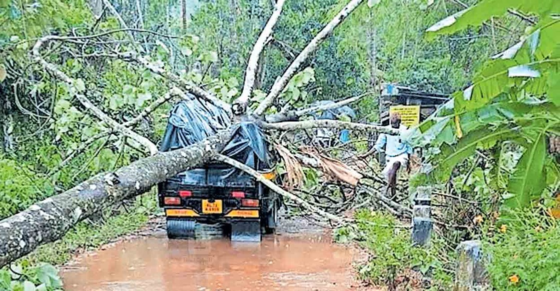 കാലിക്കുനി–ഇടിയംവയൽ റോഡിൽ ഓടിക്കൊണ്ടിരിക്കെ ഓട്ടോയ്ക്കു മുകളിൽ മരം വീണപ്പോൾ.  