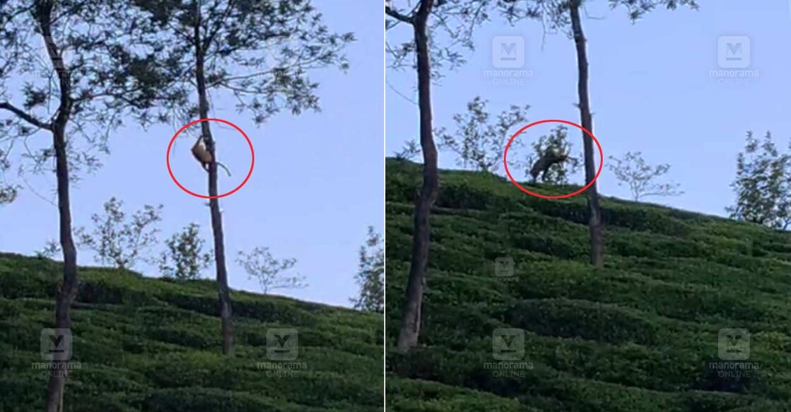 wnd-nellimunda-leopard-sighting