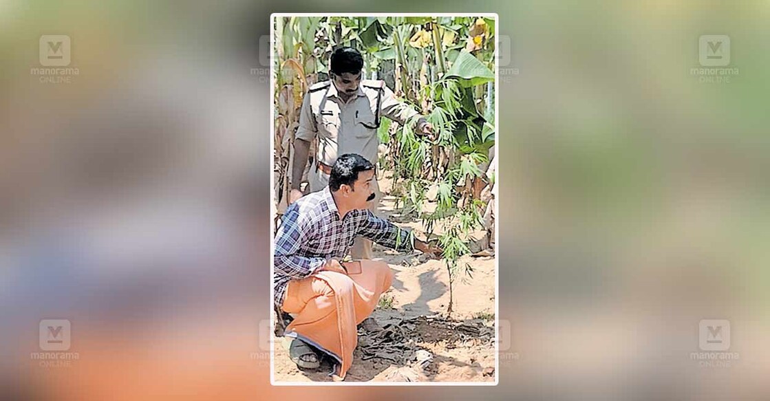 എക്സൈസ് ഉദ്യോഗസ്ഥർക്ക് തന്റെ കൃഷിയിടത്തിലെ കഞ്ചാവുചെടി കാണിച്ചുകൊടുക്കുന്ന റോയി.