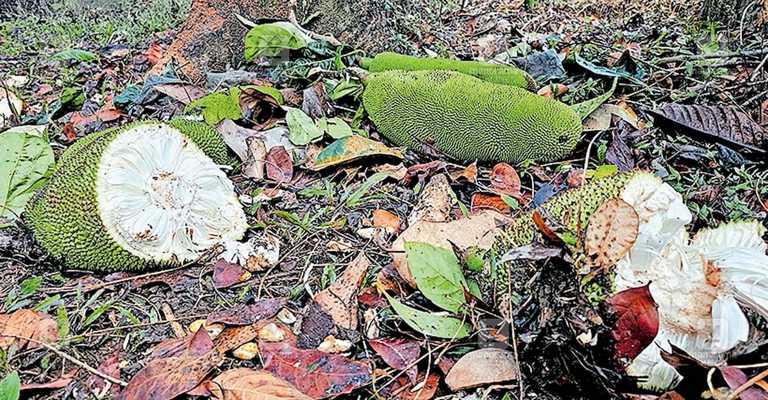 പൂതാടി പഞ്ചായത്തിലെ നെയ്ക്കുപ്പയിൽ വീടിനോട് ചേർന്നുള്ള പ്ലാവിലെ ചക്കകൾ കാട്ടാന പറിച്ചു നശിപ്പിച്ച നിലയിൽ.  