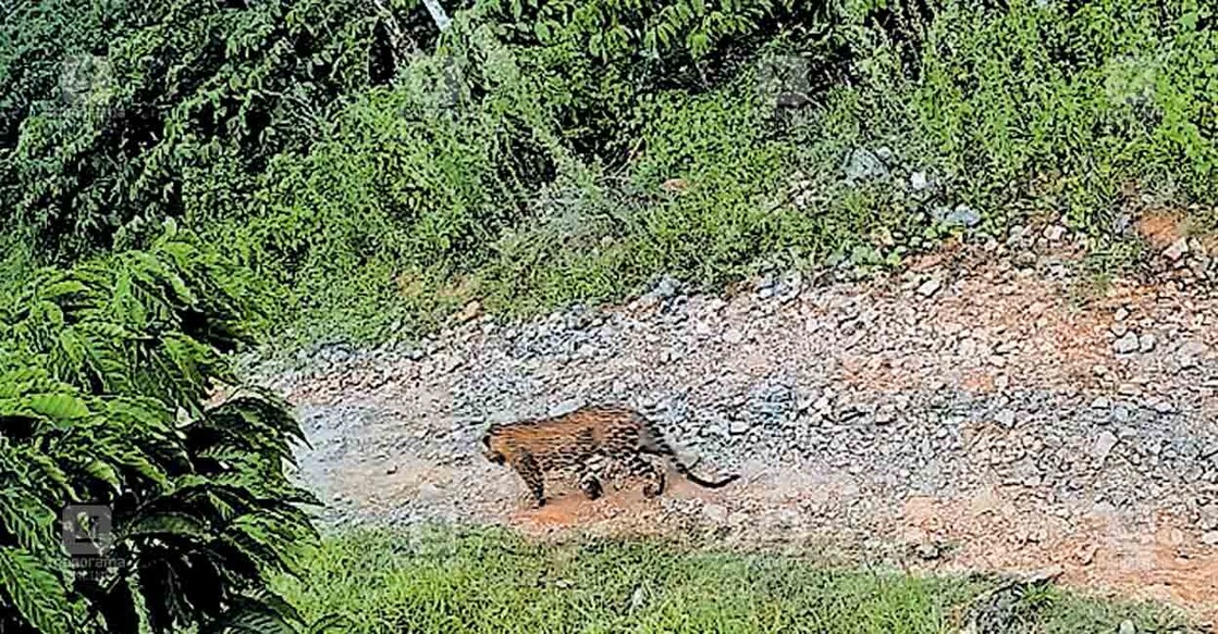 leopard-valathoor റിപ്പൺ വാളത്തൂരിലെ ജനവാസ മേഖലയിലിറങ്ങിയ പുലിയുടെ ദൃശ്യം സിസിടിവിയിൽ പതിഞ്ഞപ്പോൾ.
