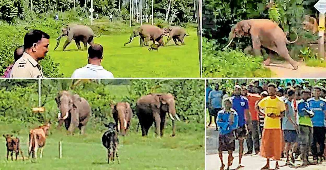 wayanad-wild-elephant-attack-kannankode 1. കാടിറങ്ങിയെത്തിയ 3 കൊമ്പൻമാർ കണ്ണങ്കോട് ഗ്രാമത്തിലൂടെ ഓടുന്നു. വനപാലകർക്കും പൊലീസിനുമൊപ്പം ആളുകളും ആനകളെ വീക്ഷിക്കാനെത്തിയിരുന്നു. 2. കണ്ണങ്കോട് ഗ്രാമത്തിലെ ഇടവഴിയിലേക്ക് ഓടിക്കയറുന്ന കാട്ടുകൊമ്പൻ. 3. വനപാലകരും പൊലീസും ചേർന്ന് തുരത്തിയപ്പോൾ, കണ്ണങ്കോട് പാടശേഖരത്തിലൂടെ കാട് ലക്ഷ്യമാക്കി നീങ്ങുന്ന 3 കാട്ടുകൊമ്പൻമാർ. ആനകളുടെ മുൻപിൽ പെട്ട കന്നുകാലികളും ചിതറിയോടി. 4. കാട്ടുകൊമ്പൻമാർ നാട്ടിലിറങ്ങിയത് കാണാനെത്തിയ ആൾക്കൂട്ടം.