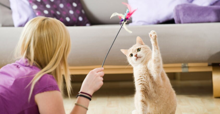 career-trendz-cat-sitter career-trendz-cat-sitter