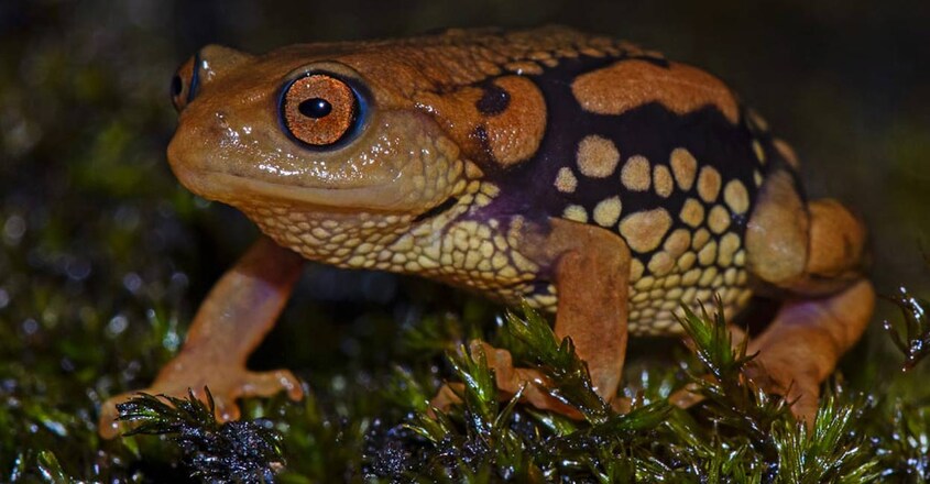 frog frog