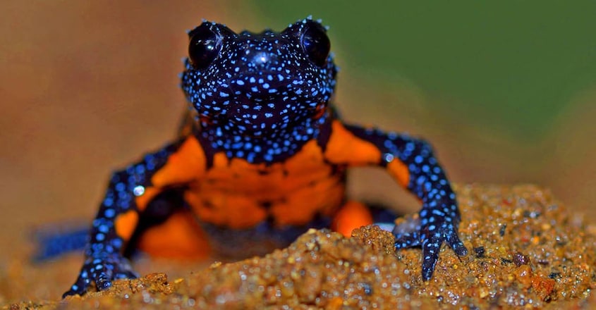 galaxy-frog galaxy-frog