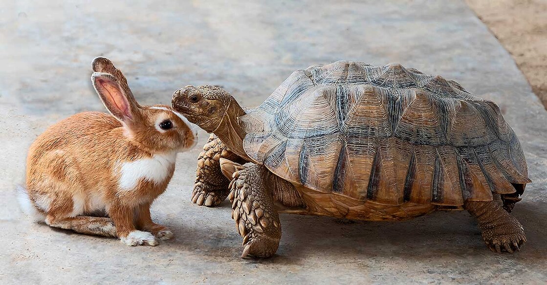 Photo Credit : TigerStocks / Shutterstock.com