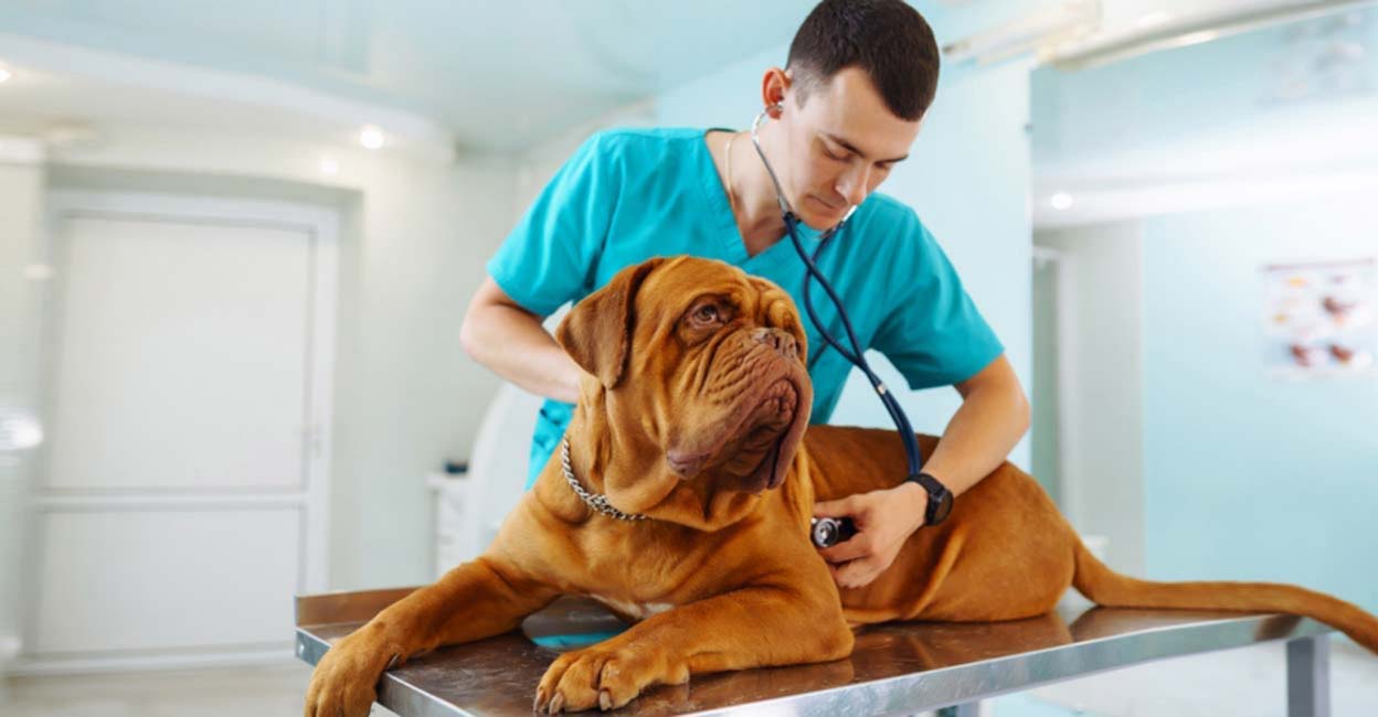 സിലക്‌ഷൻ അക്കാദമിക മികവു നോക്കി Apply for Kerala Veterinary and Animal Sciences University