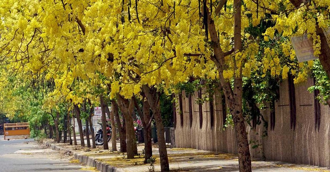 golden-shower കണിക്കൊന്ന (Photo: X/@GardenLiveNow)